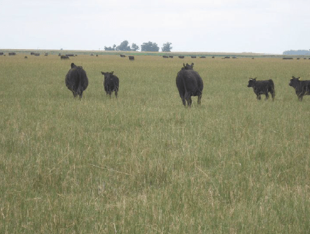 El manejo nutricional en rodeos de cría y su relación con la condición corporal - Image 1