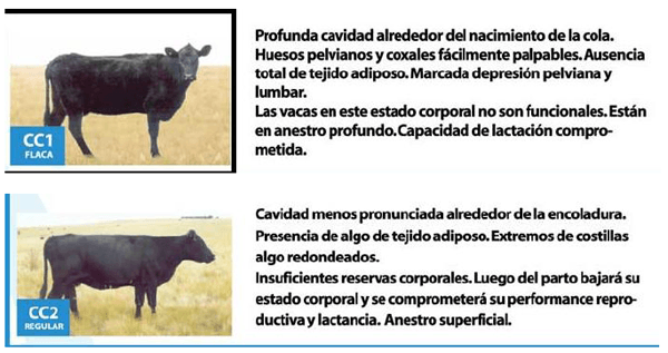 El manejo nutricional en rodeos de cría y su relación con la condición corporal - Image 5
