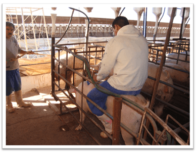 Experiencias de Campo en la inducción del Ciclo Estral en Cerdas - Image 8