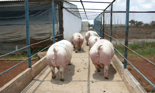 Experiencias de Campo en la inducción del Ciclo Estral en Cerdas - Image 3