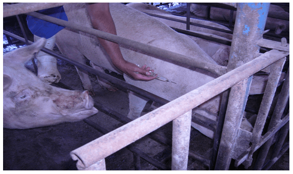 Experiencias de Campo en la inducción del Ciclo Estral en Cerdas - Image 6