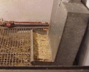 Evaluación de distintas dosis orales del desinfectante timsentm para prevenir la infección horizontal por Salmonella gallinarum en pollitos - Image 2