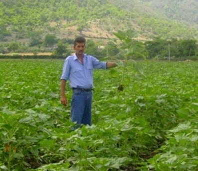 Producción Agroecológica de cultivares de Girasol en el Municipio de Piilón. Granma. Cuba - Image 2