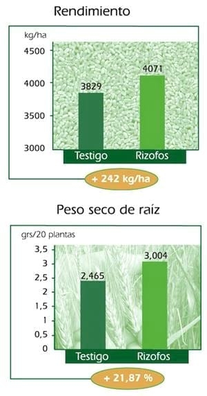 Promotores de crecimiento y terápicos de semillas: Aliados a la hora de efectivizar los recursos en la producción de trigo - Image 4