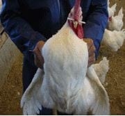 Características del Macho Reproductor de Alto Rendimiento - Image 4