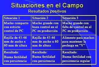 Características del Macho Reproductor de Alto Rendimiento - Image 2