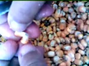 Procesamiento y Acondicionamiento de Cereales para aumentar Digestibilidad de Proteínas y lograr un mejor aprovechamiento de los Carbohidratos. - Image 2