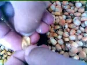Procesamiento y Acondicionamiento de Cereales para aumentar Digestibilidad de Proteínas y lograr un mejor aprovechamiento de los Carbohidratos. - Image 3