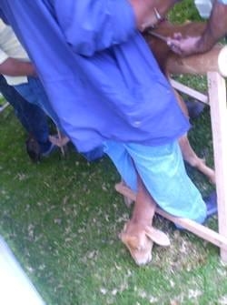 Inseminación Artificial sincronizada con la Técnica Transcervical con semen congelado - Image 1