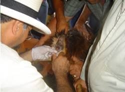 Inseminación Artificial sincronizada con la Técnica Transcervical con semen congelado - Image 2