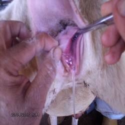 Inseminación Artificial sincronizada con la Técnica Transcervical con semen congelado - Image 3