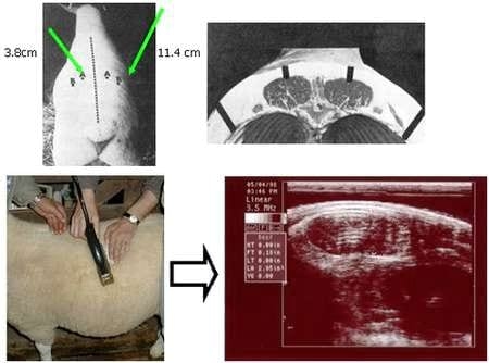 La ecografía en la calificación carnicera del ovino vivo - Image 1