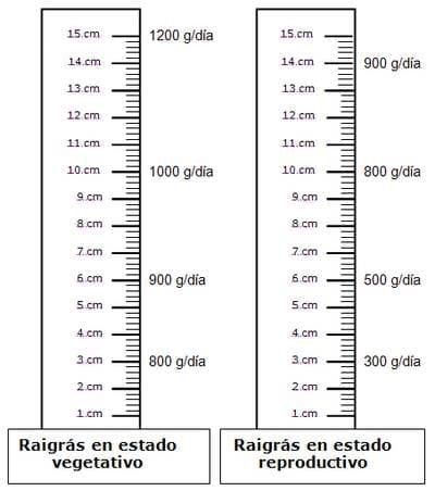 Pautas para el manejo del pastoreo de raigrás - Image 3