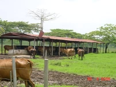 ¿Vale la pena evitar las perdidas de peso o la disminución en la producción de leche en la época seca o es rentable ofrecer forraje preservado para evitarla? - Image 5