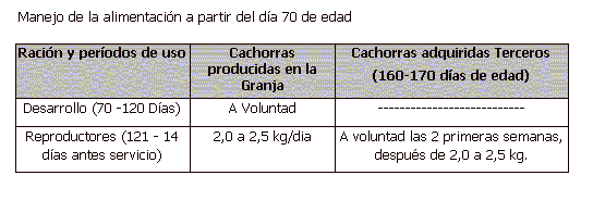 Manejo de la Alimentación de la Cachorra de Reposición - Image 4
