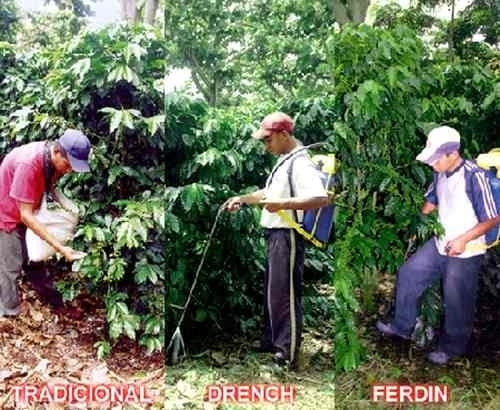 Fertilización del Cafeto - Image 1