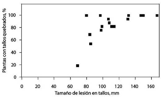 Susceptibilidad de híbridos de girasol (Helianthus annuus) a la podredumbre media del tallo y quebrado caulinar producido por Sclerotinia sclerotiorum - Image 3