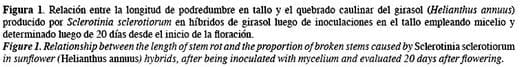 Susceptibilidad de híbridos de girasol (Helianthus annuus) a la podredumbre media del tallo y quebrado caulinar producido por Sclerotinia sclerotiorum - Image 4