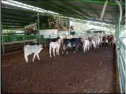 Alternativas eco-amigables para el uso de estiércol bovino, 1ra. Parte - Image 3