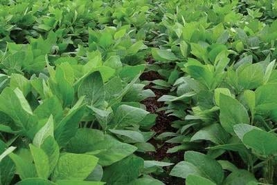 El Futuro de los Transgénicos - Image 1