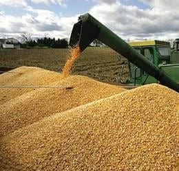 El Futuro de los Transgénicos - Image 2