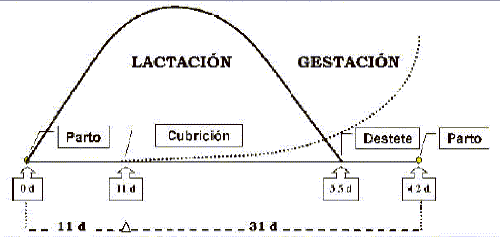 Alimentación de conejas reproductoras - Image 2