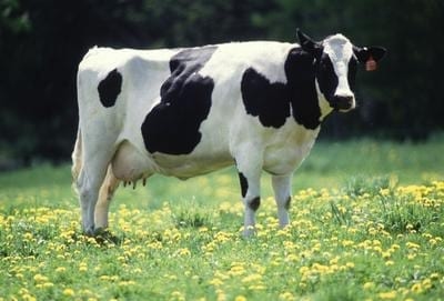 Raciones totalmente mezcladas de silaje de maíz para vacas lecheras, Características del silaje de maíz - Image 1