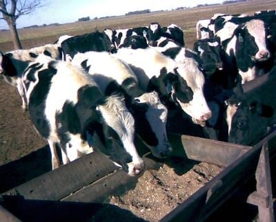 Raciones totalmente mezcladas de silaje de maíz para vacas lecheras, Características del silaje de maíz - Image 2