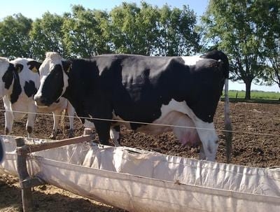 Raciones totalmente mezcladas de silaje de maíz para vacas lecheras, Características del silaje de maíz - Image 3