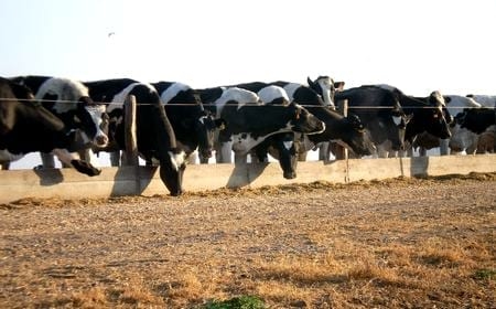 Raciones totalmente mezcladas de silaje de maíz para vacas lecheras, Características del silaje de maíz - Image 4