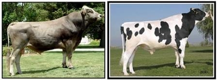 ¿Cómo elegir que Toros usar? Primera Parte - Image 9