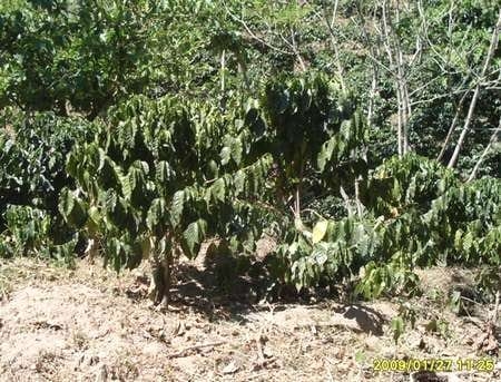 El efecto del cambio climático en el cultivo del café - Image 6