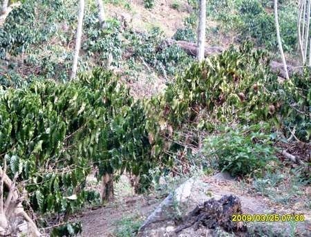 El efecto del cambio climático en el cultivo del café - Image 7
