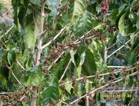 El efecto del cambio climático en el cultivo del café - Image 8