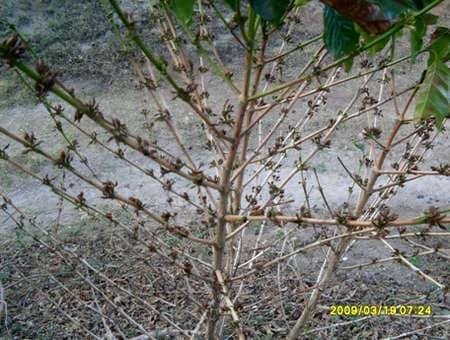El efecto del cambio climático en el cultivo del café - Image 10
