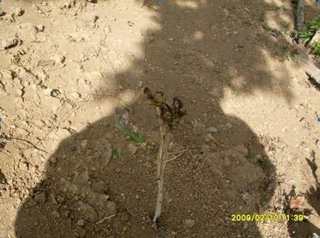 El efecto del cambio climático en el cultivo del café - Image 12