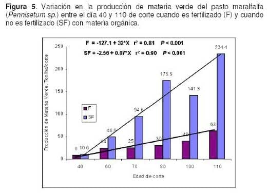 Pasto Maralfalfa: Mitos y Realidades (Parte Primera) - Image 11