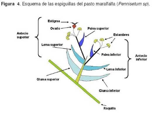 Pasto Maralfalfa: Mitos y Realidades (Parte Primera) - Image 7