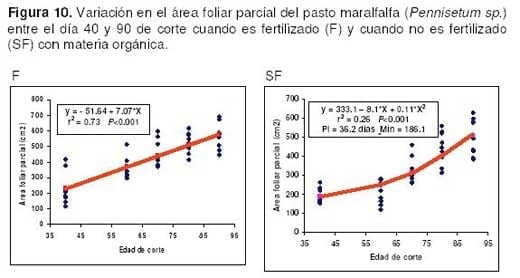 Pasto Maralfalfa: Mitos y Realidades (Parte Primera) - Image 20