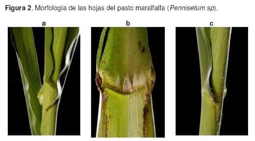 Pasto Maralfalfa: Mitos y Realidades (Parte Primera) - Image 5