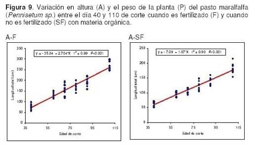 Pasto Maralfalfa: Mitos y Realidades (Parte Primera) - Image 18