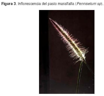 Pasto Maralfalfa: Mitos y Realidades (Parte Primera) - Image 6