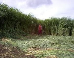 Pasto Maralfalfa: Mitos y Realidades (Parte Primera) - Image 1