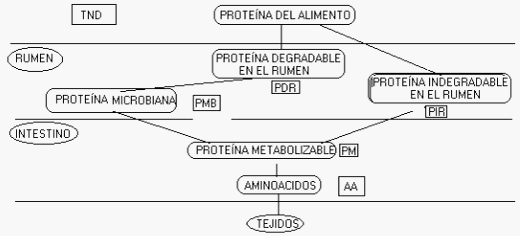 Prevención de desordenes metabólicos en la etapa pre y pos parto en bovinos de leche - Image 5