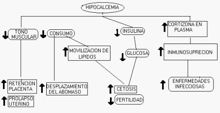 Prevención de desordenes metabólicos en la etapa pre y pos parto en bovinos de leche - Image 7