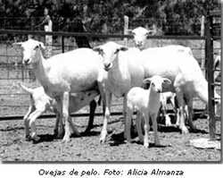 Utilización de los recursos genéticos de ovino de pelo (Segunda parte) - Image 2