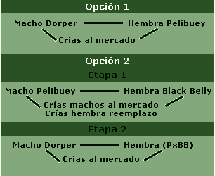 Utilización de los recursos genéticos de ovino de pelo (Segunda parte) - Image 1