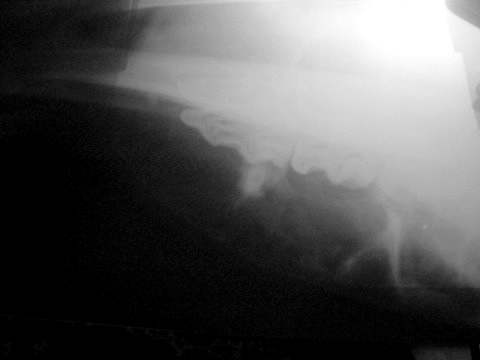 Neoplasia de Cráneo en Potranca, Hallazgo Clínico - Image 9