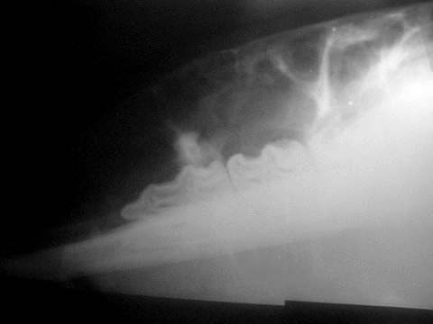 Neoplasia de Cráneo en Potranca, Hallazgo Clínico - Image 6