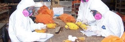 Reacción de cultivares a hongos productores de micotoxinas en maíz. Primera Parte - Image 1